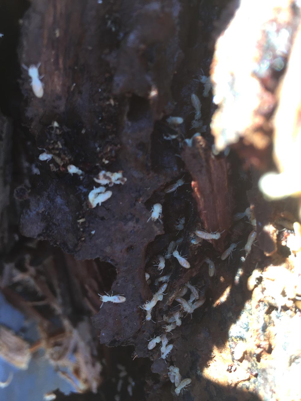 Termites in timber – Combined Building and Timber Pest Inspection will include Bloom Inspections searching for present or past termite damage.